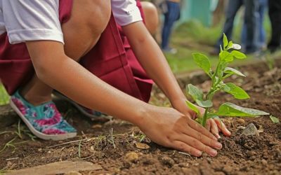 Planter des Arbres