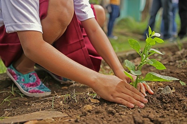 Planter des Arbres